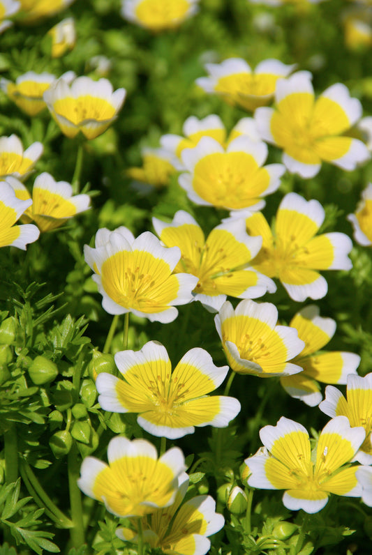 Limnanthes Douglasii Poached Egg Plant Seeds