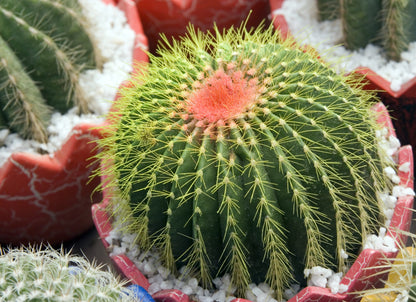 Cactus Crown Mix Seeds