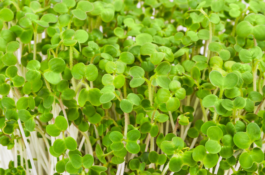 Buy Vegetable Seeds Online Large Range Page 33 JustSeed