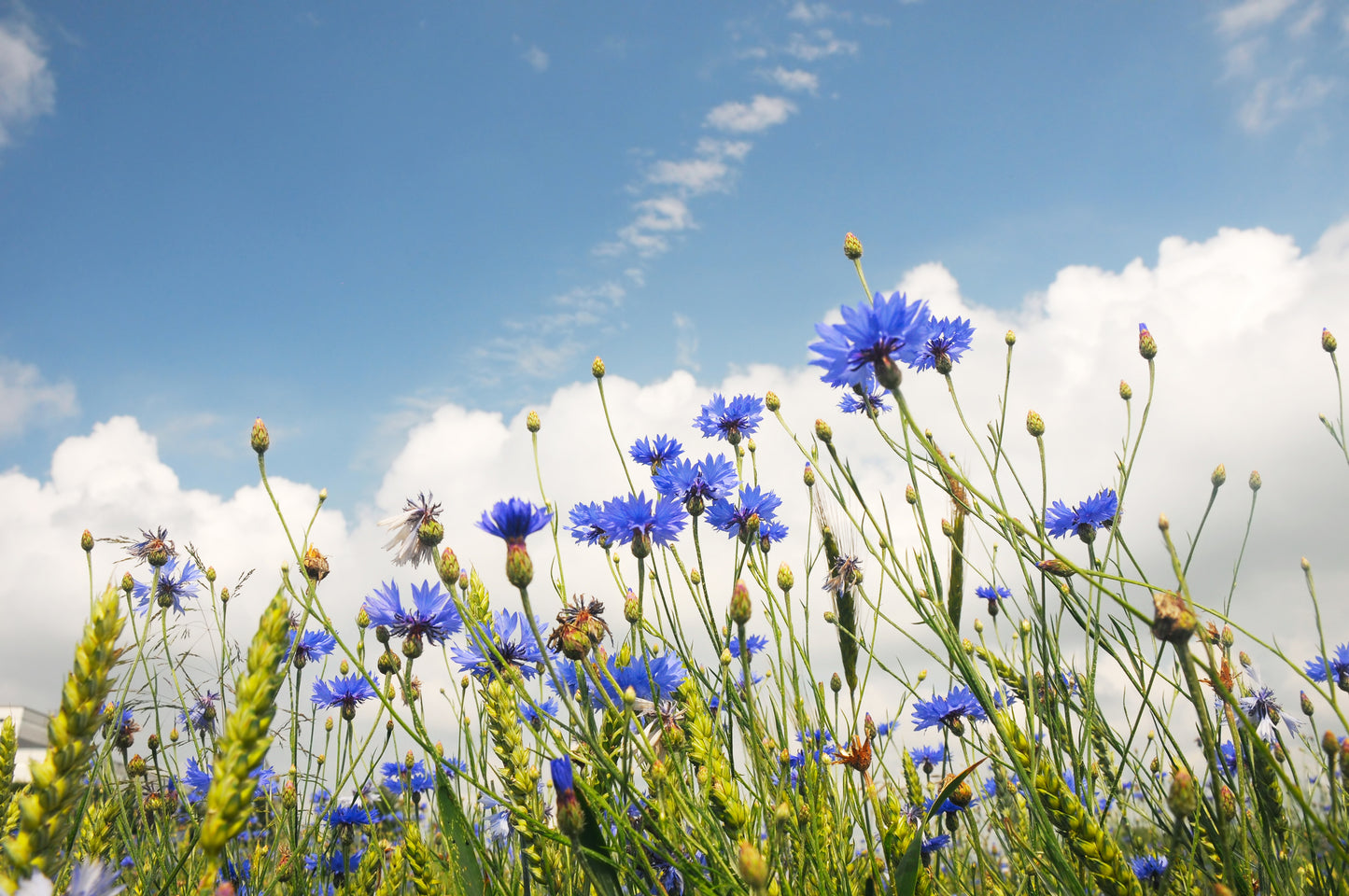 Cornflower Seeds