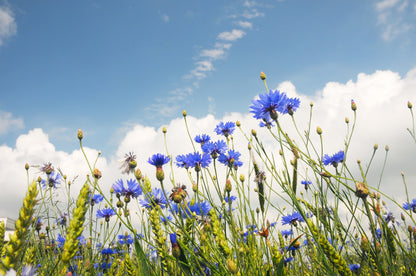 Cornflower Seeds