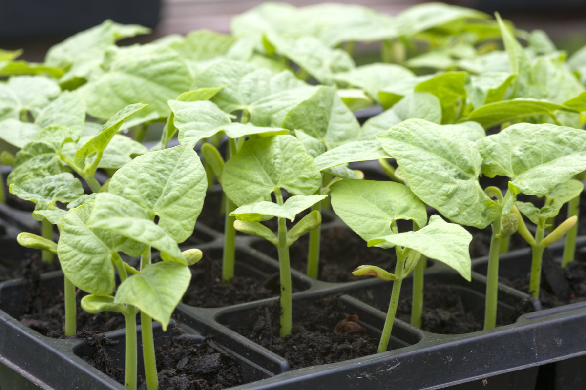 Climbing French Bean Cobra Seeds – Stringless High Yield