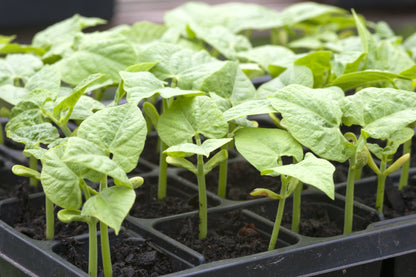 Climbing French Bean Cobra Seeds – Stringless High Yield
