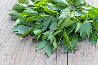 Lovage Seeds – Perennial Celery Flavoured Herb