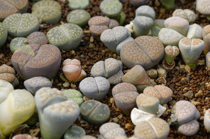 Lithops “Living Stone” Succulent – Mixed Colors | Cactus Seeds
