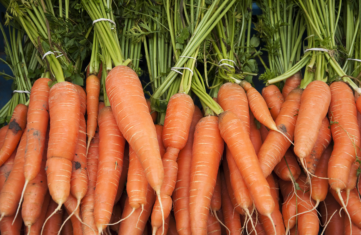 Carrot Flyaway F1 Hybrid Seeds