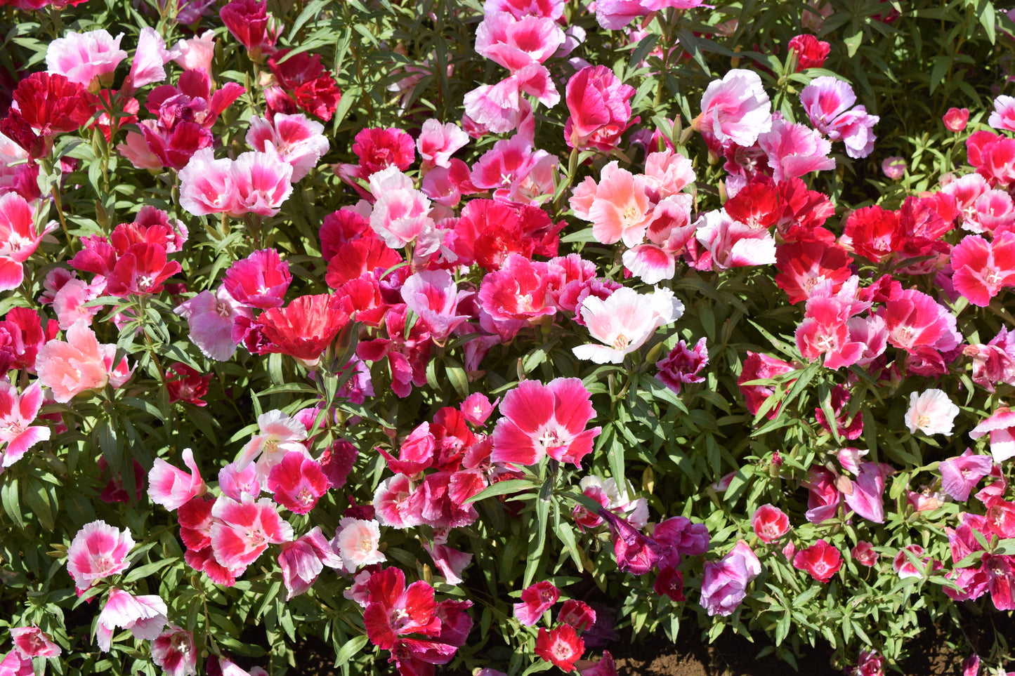 Godetia Crown Double Mixed Seeds