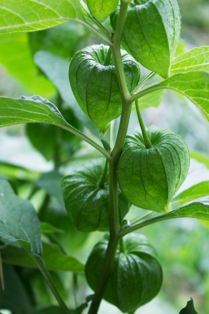 Tomatillo Verde Seeds