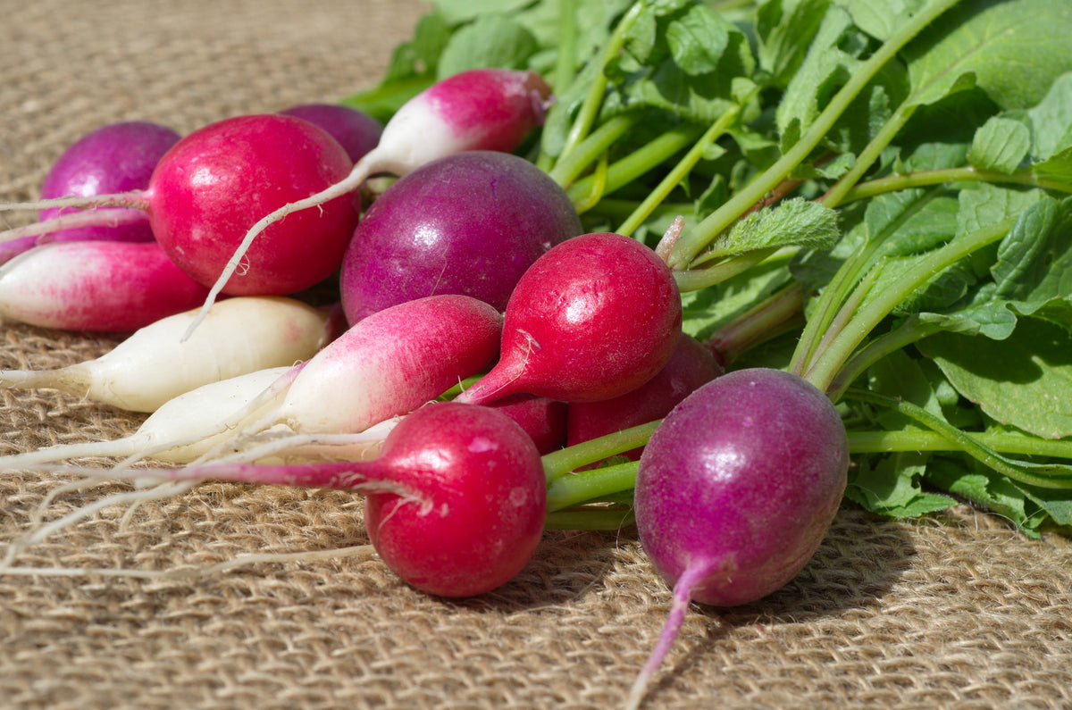 How to Grow Radish