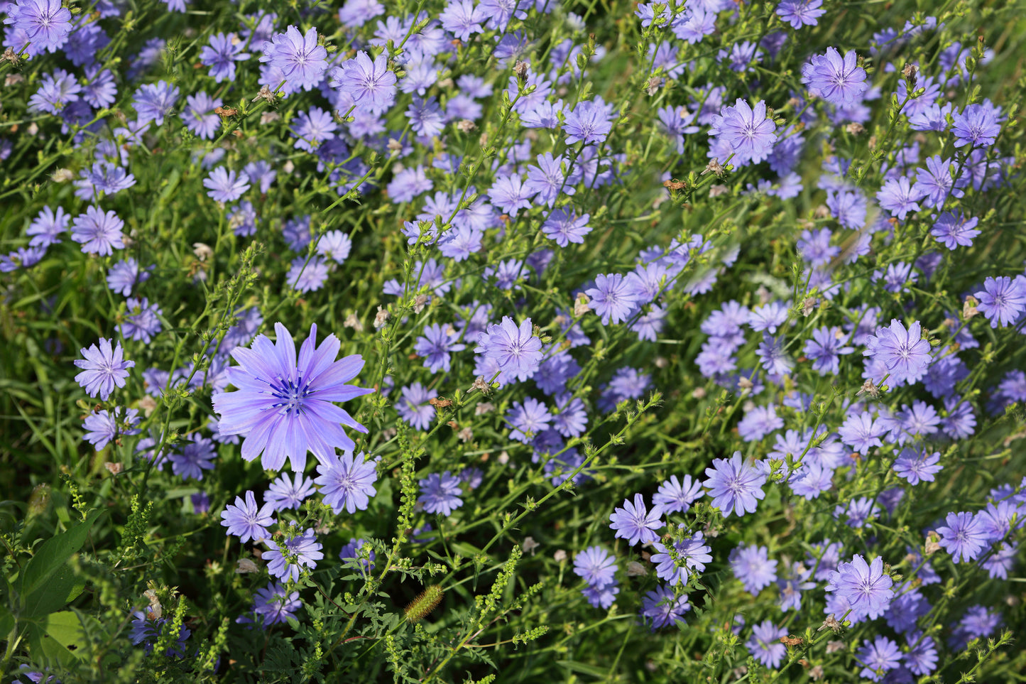 Wild Flower Chicory Cichorium Intybus Seeds