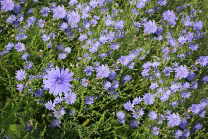 Wild Flower Chicory Cichorium Intybus Seeds