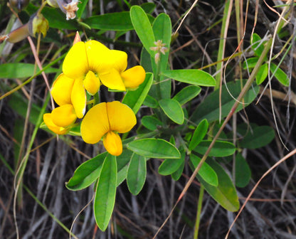 Birdsfoot Trefoil - Lotus corniculatus Seeds
