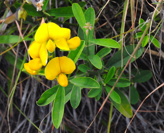 Birdsfoot Trefoil - Lotus corniculatus Seeds