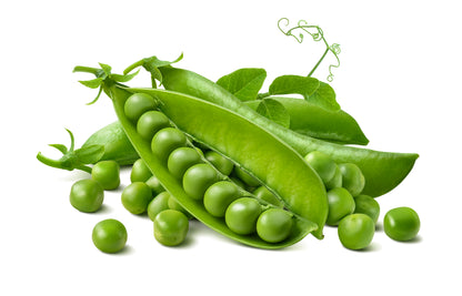 Pea Kelvedon Wonder Seeds