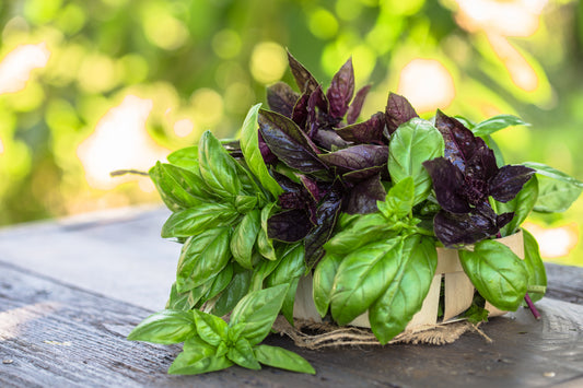 Basil Sweet Genovese Seeds