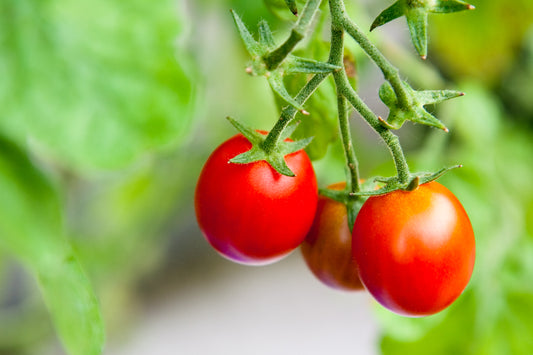 Tomato Lizzano F1 Hybrid Seeds