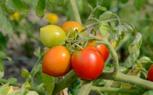 Kings Seeds Tomato Red Alert 25 Seeds