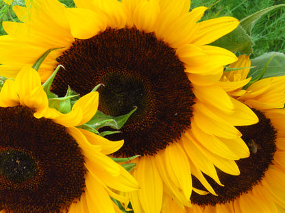 Sunflower Giant Single Seeds- Classic Tall Yellow Variety