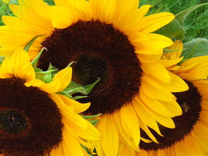 Sunflower Giant Single Seeds- Classic Tall Yellow Variety