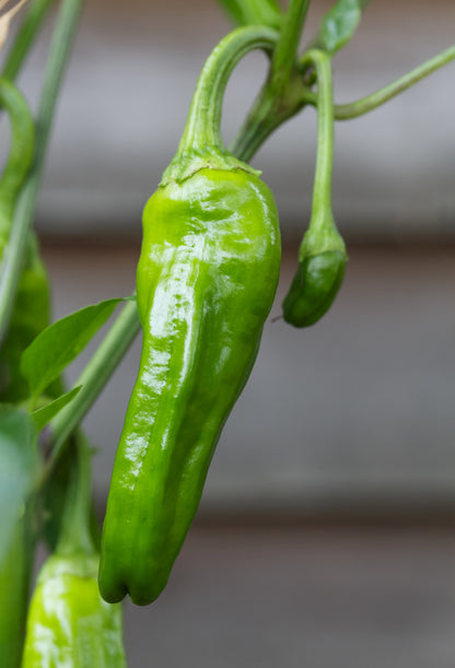 Chilli Pepper Padron Seeds