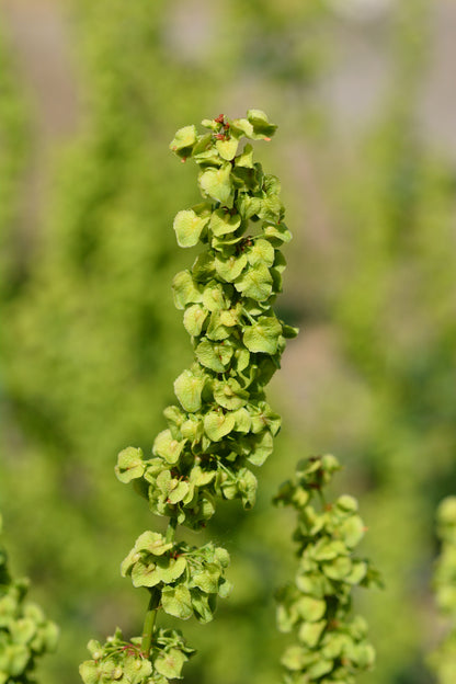 Good King Henry Seeds - Poor Man’s Asparagus -Blitum bonus-henricus