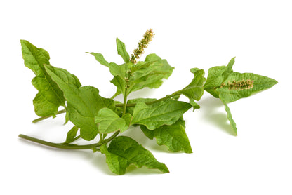 Good King Henry Seeds - Poor Man’s Asparagus -Blitum bonus-henricus