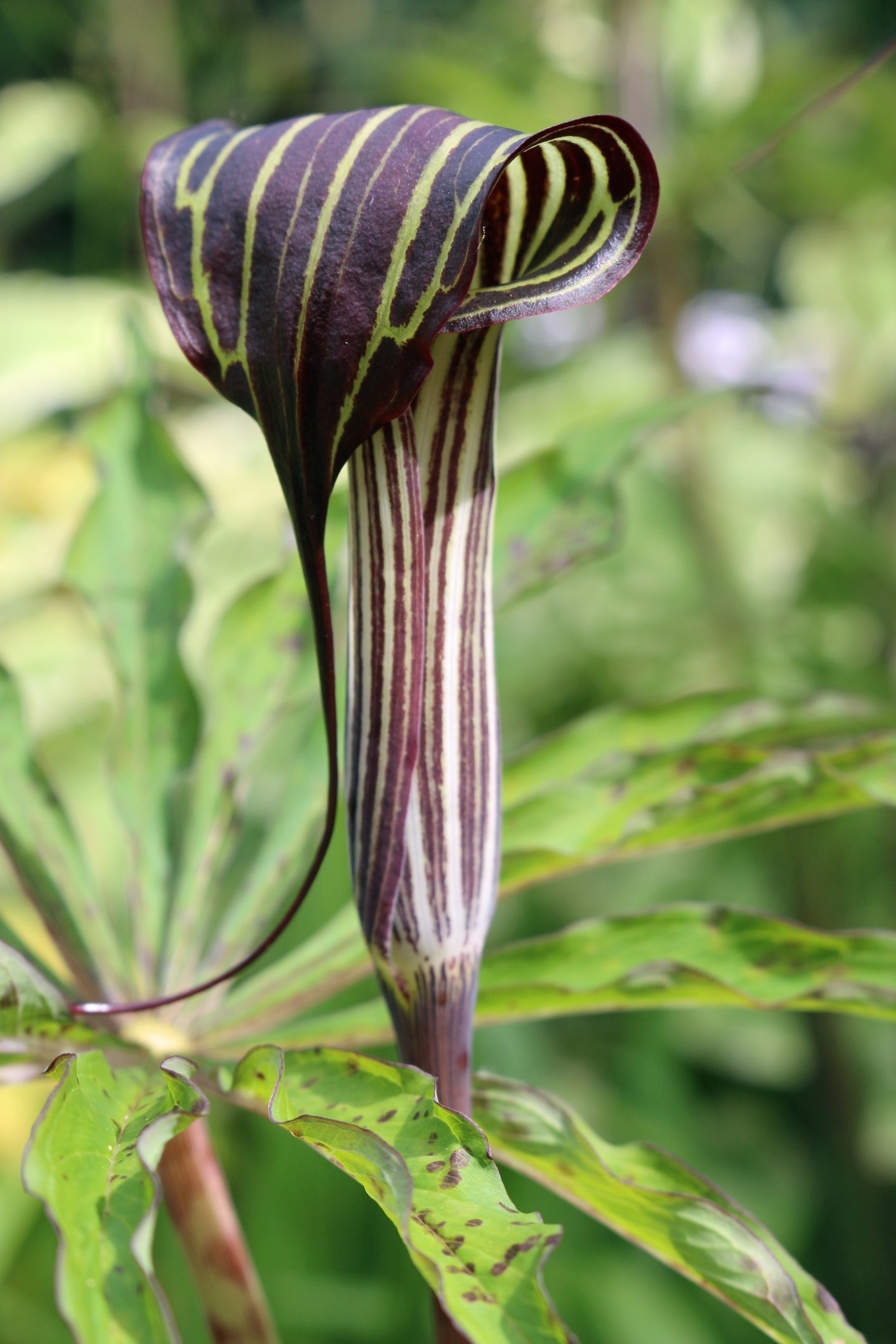 Arisaema consanguineum Himalayan Cobra Lily Seed