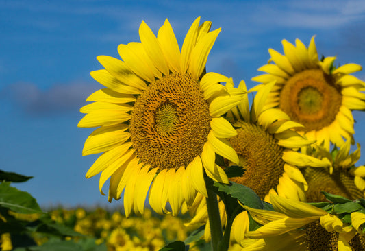 Sunflower American Giant Seeds