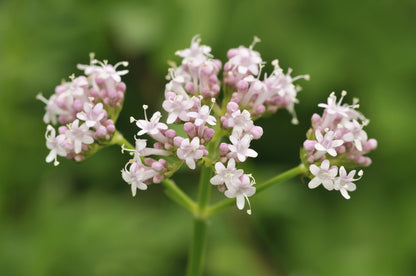 Wild Flower Common Valerian – Valeriana officinalis Seeds
