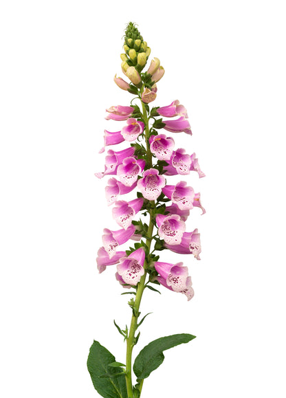 Common Foxglove Seeds – Digitalis purpurea