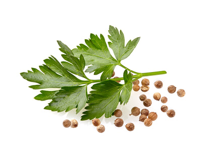 Coriander Green Aroma Seeds