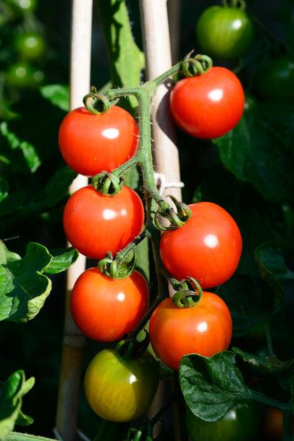 Tomato Alicante Seeds