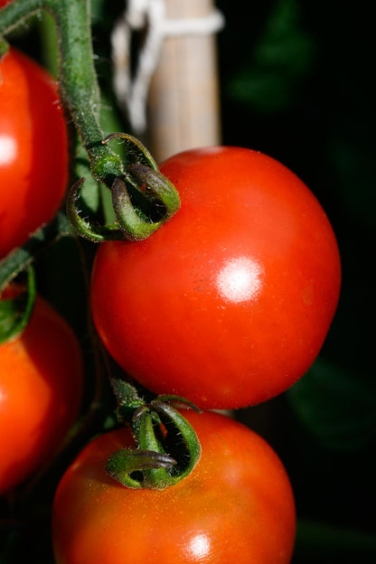 Tomato Alicante Seeds