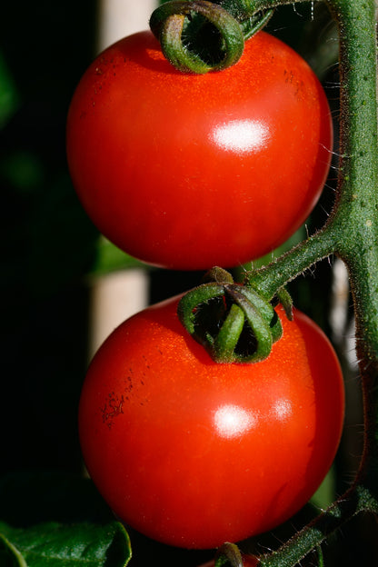 Tomato Alicante Seeds