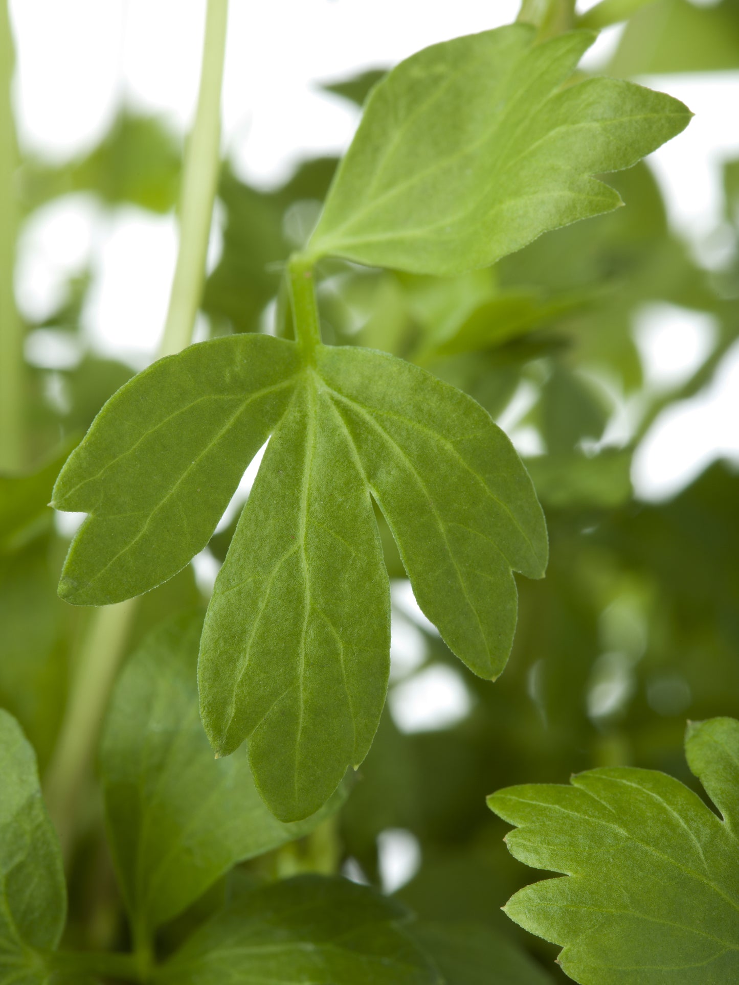Lovage Seeds – Perennial Celery Flavoured Herb