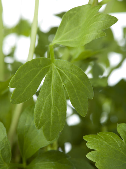 Lovage Seeds – Perennial Celery Flavoured Herb