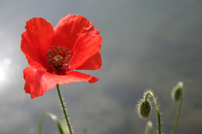 Red Field (Flanders) Poppy Seeds