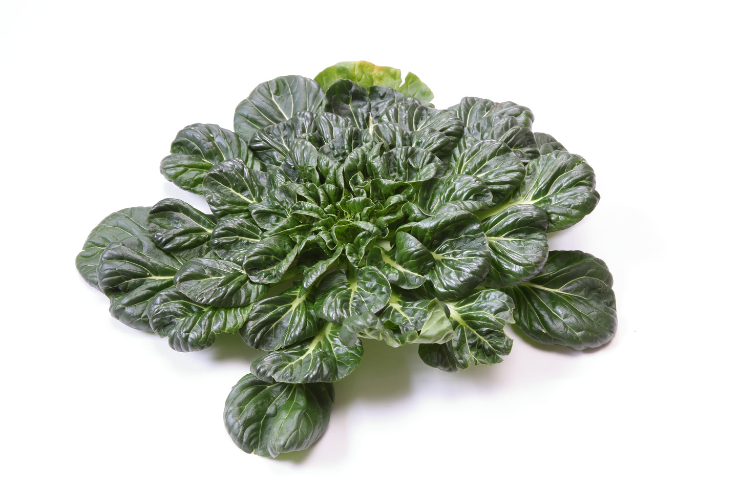 Organic Pak Choi Tatsoi Rosette Seeds