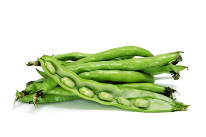 Broad Bean Aquadulce Claudia Seeds