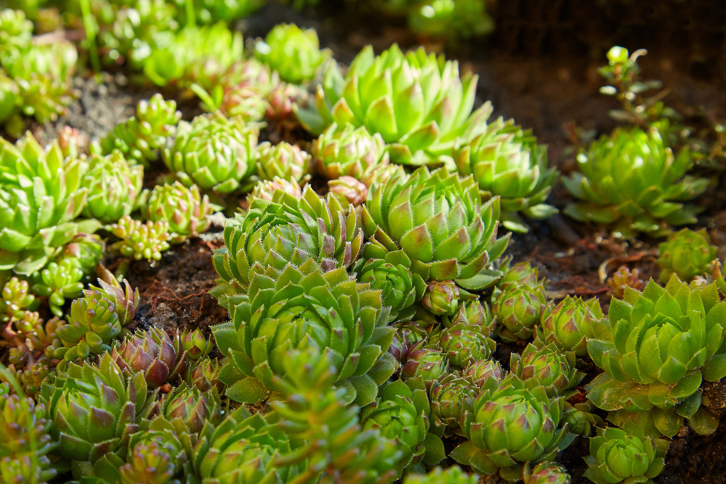 Sempervivum Mixed Seeds