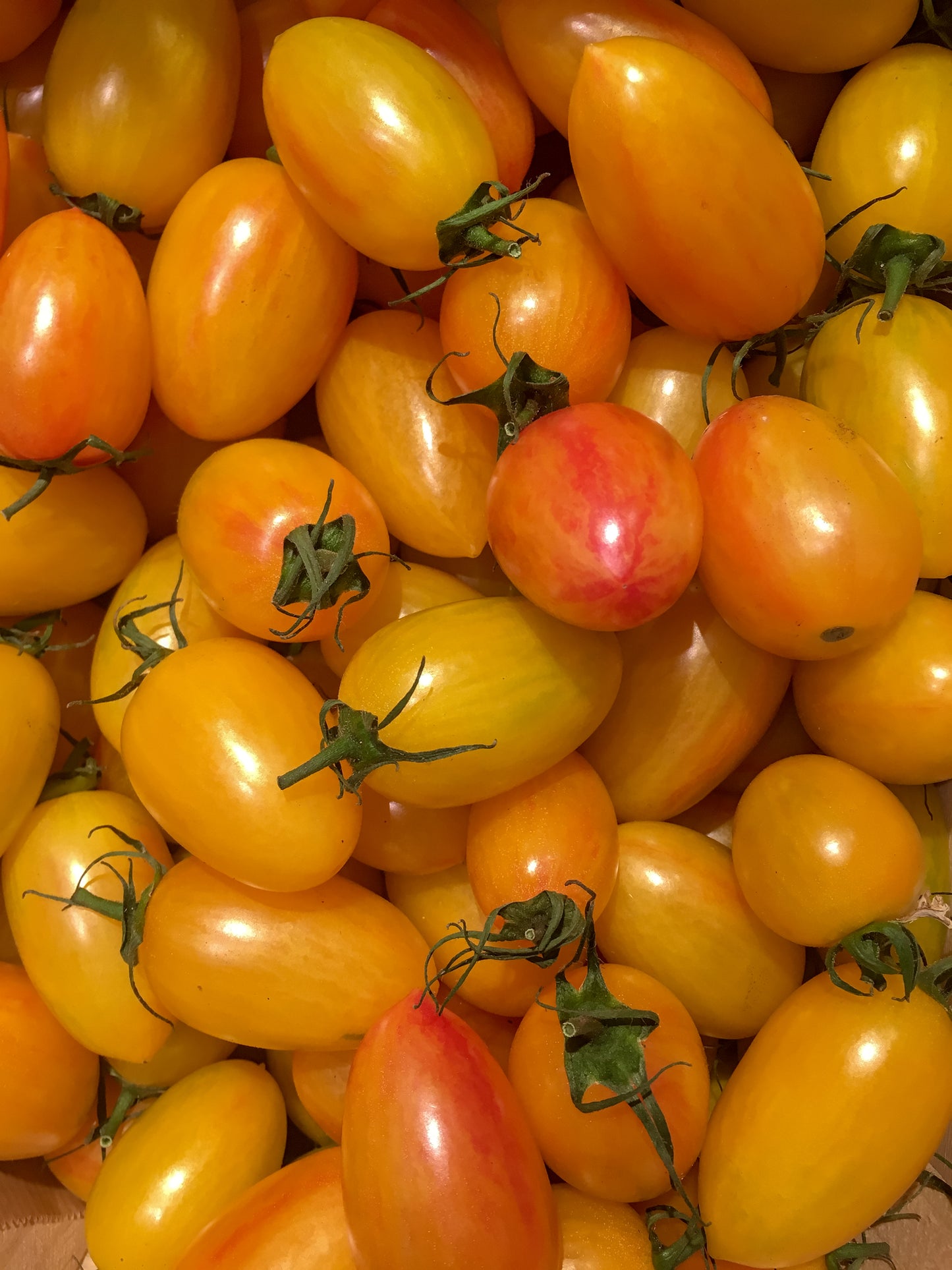 Tomato Artisan Blush Tiger