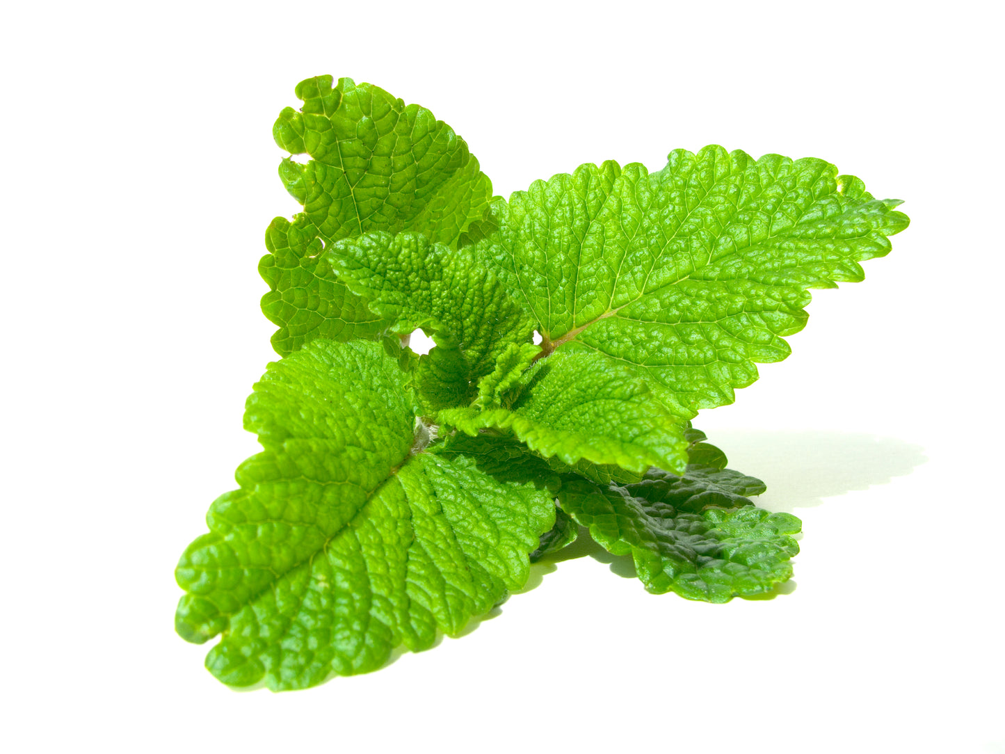 Lemon Balm Seeds - Melissa officinalis
