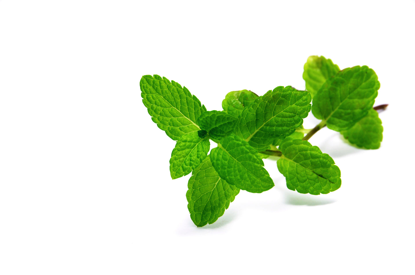 Green Mint Mentha viridis Seeds