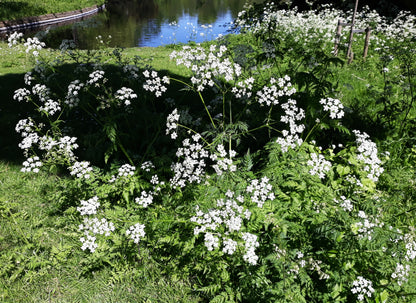 Cow Parsley Anthriscus Sylvestris Seeds