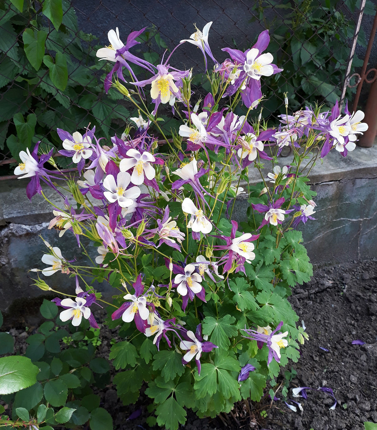Aquilegia