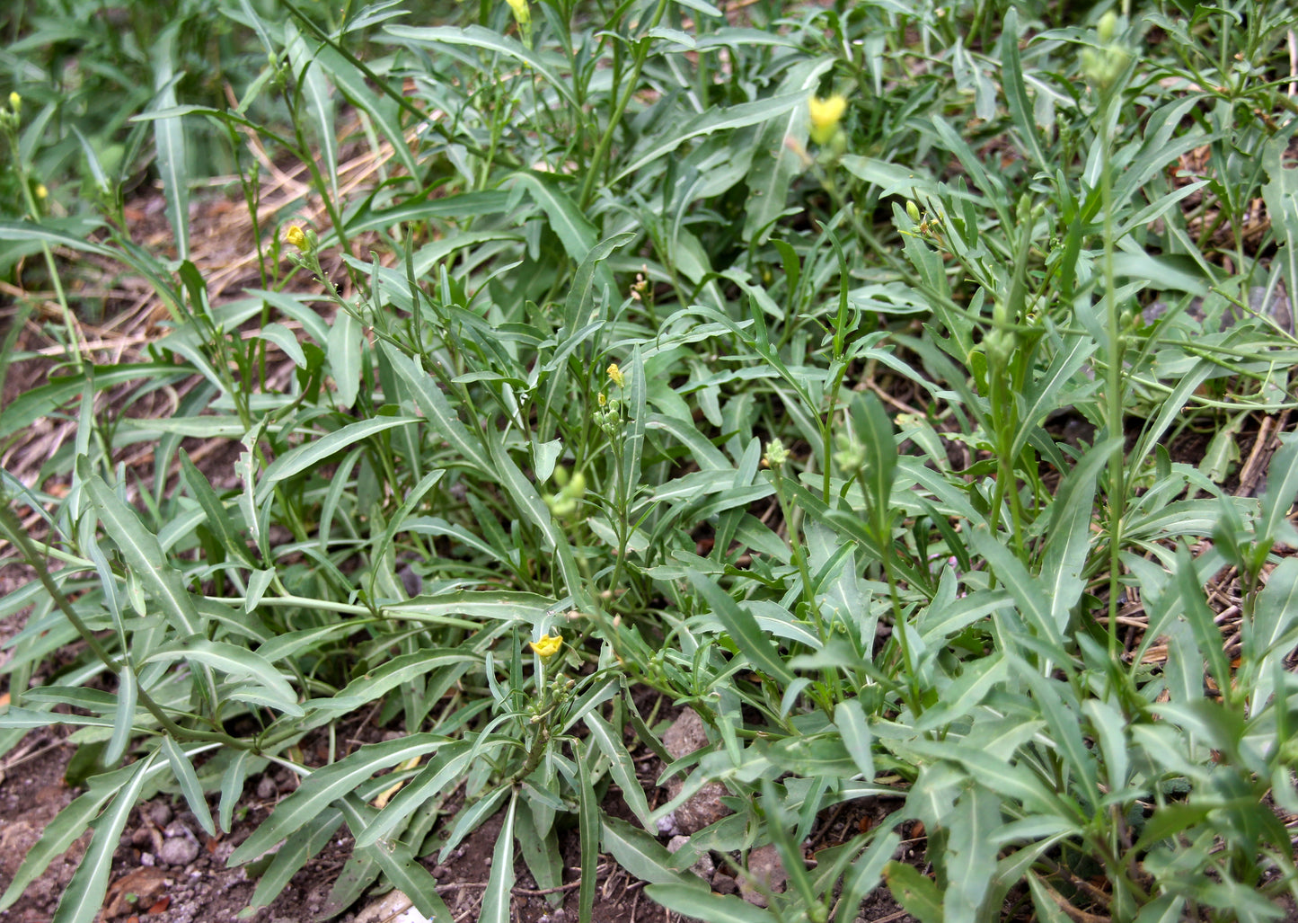 Salad Wild Rocket Diplotaxis Tenuifolia Seeds