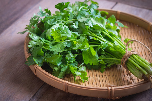 Organic Herb Coriander Cilantro Seeds