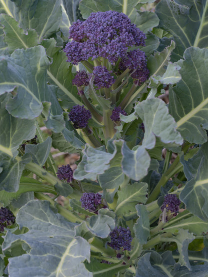 Broccoli Early Purple Sprouting Seeds
