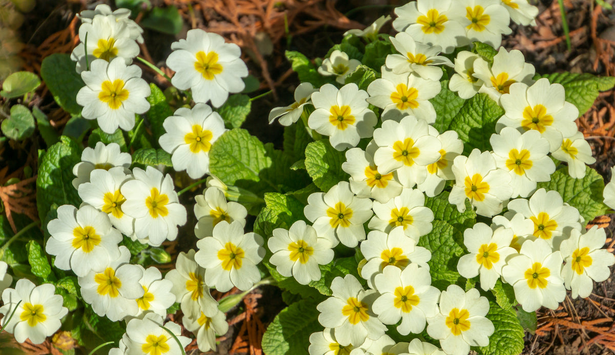 Common Wild Primrose Primula vulgaris Seed