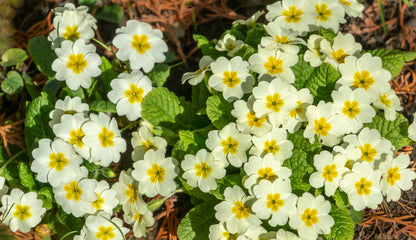 Common Wild Primrose Primula vulgaris Seed